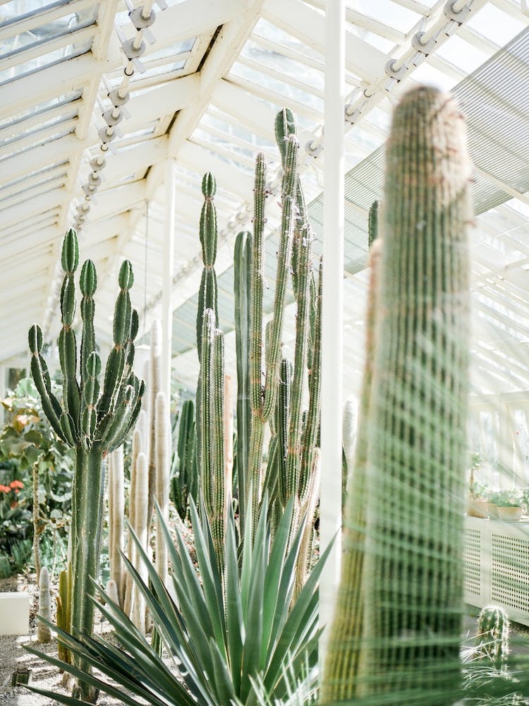 Botanical Garden Of Dublin