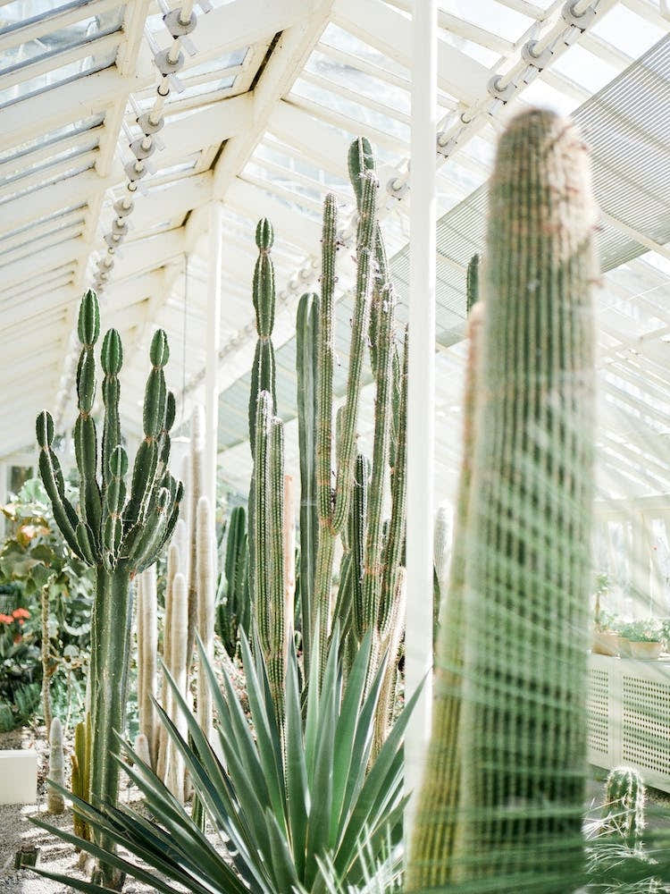 Botanical Garden Of Dublin