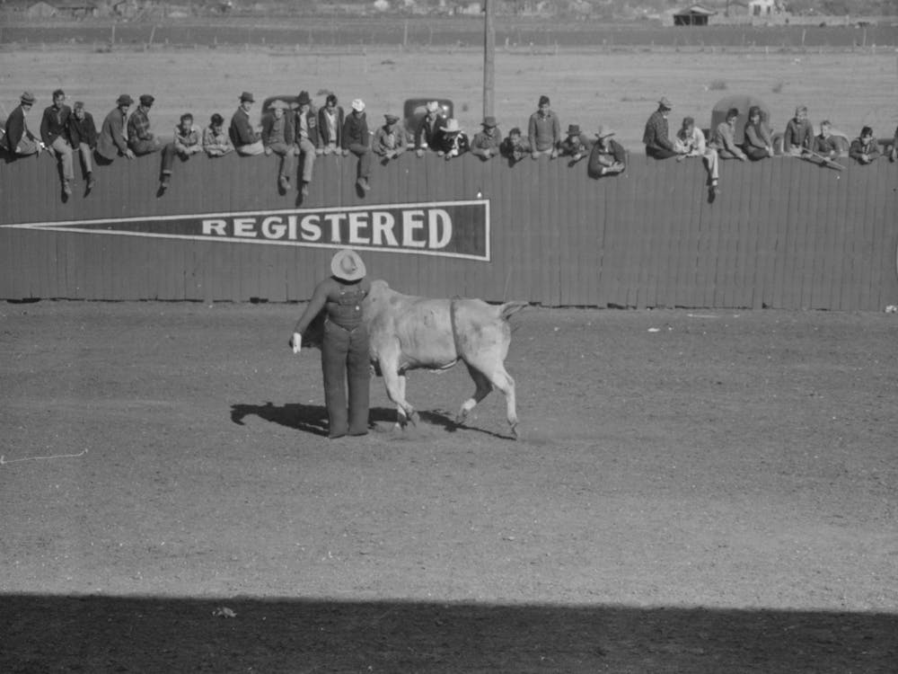 Untitled Photo, Possibly Related To Cowboy Being Thrown From Bucking Horse During The Rodeo Of The San