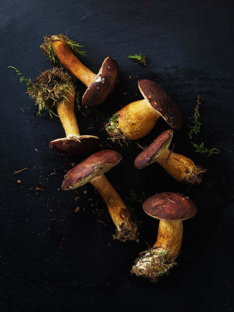 Wild mushrooms — Food kitchen poster/blackboard, photo art