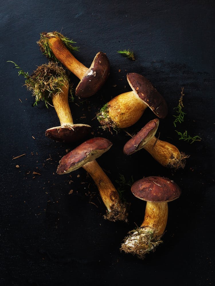 Wild mushrooms — Food kitchen poster/blackboard, photo art