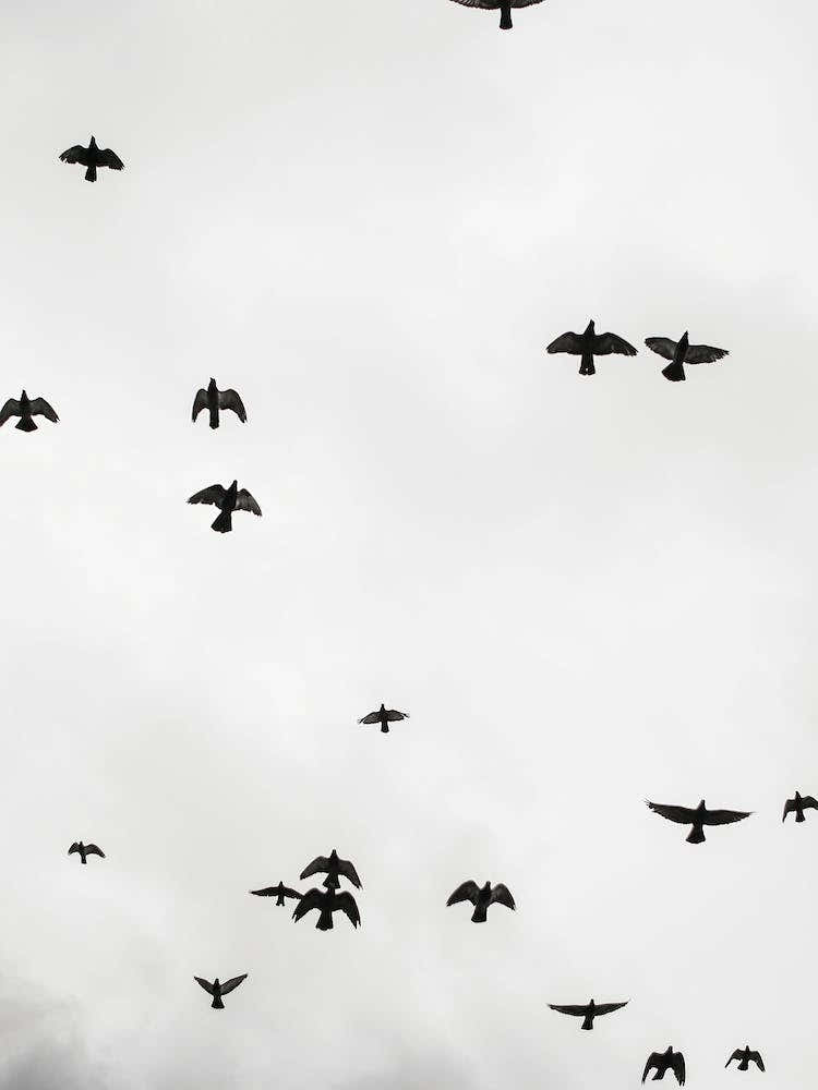 Flight And Freedom 04