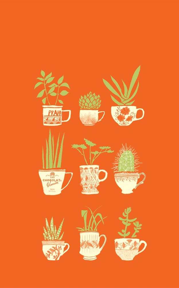 Teacup Succulents