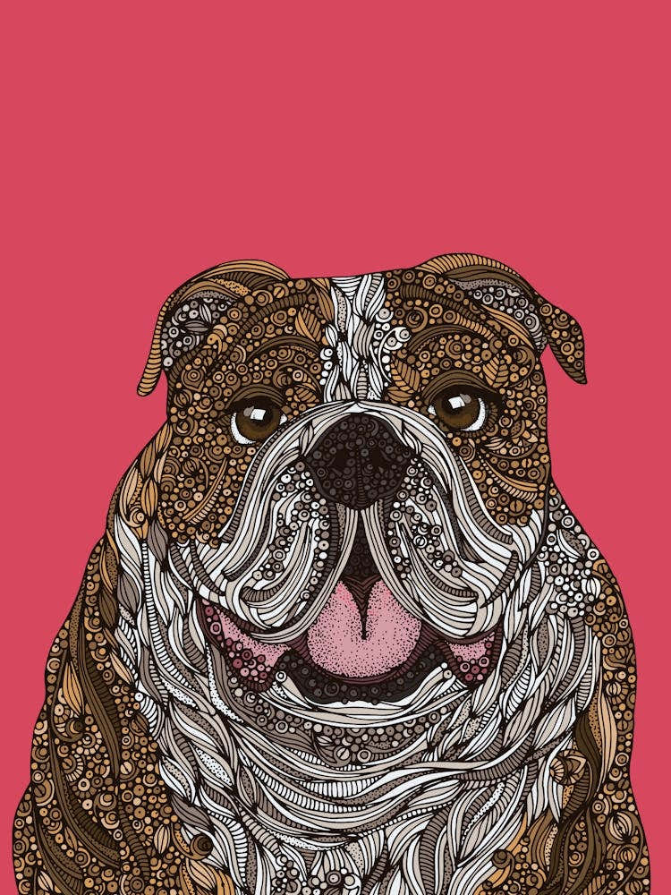 Billy the English Bulldog