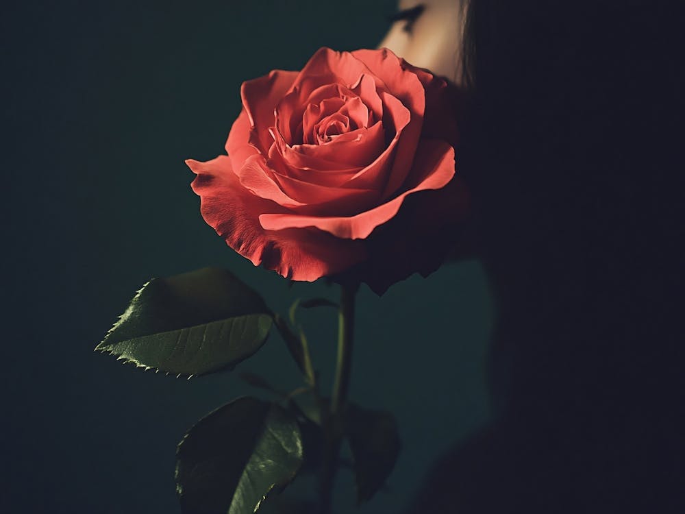 Woman Holding A Rose