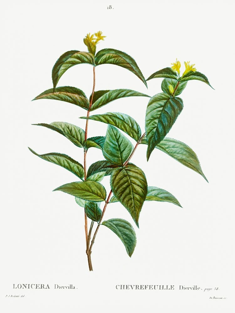 Northern Bush Honeysuckle, Pierre Joseph Redoute