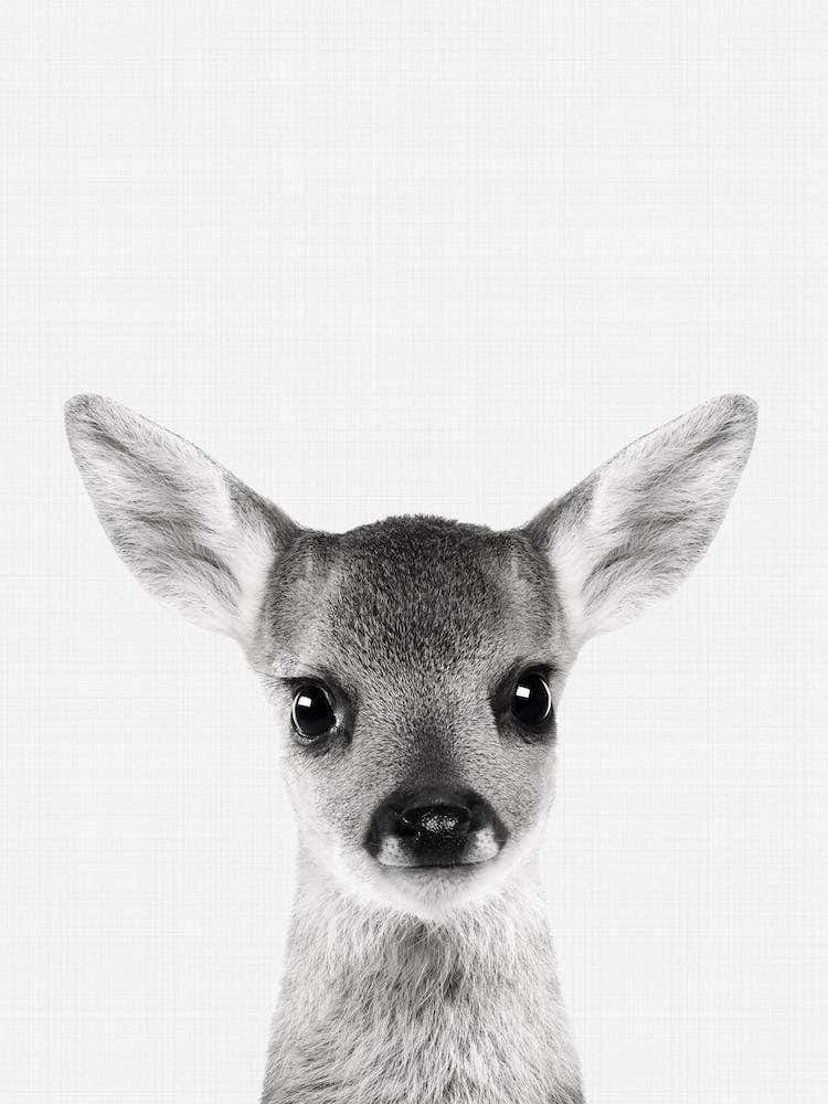 Fawn Portrait