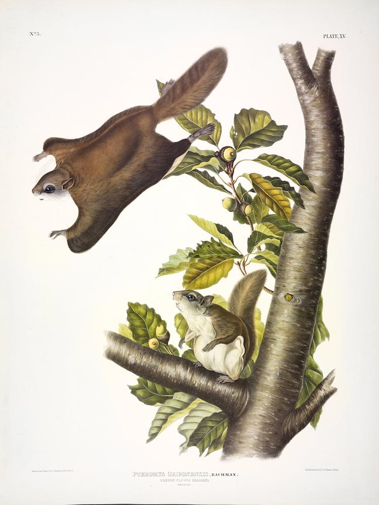 Oregon Flying Squirrel, John James Audubon