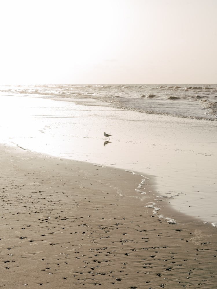 Seagull by the Shore