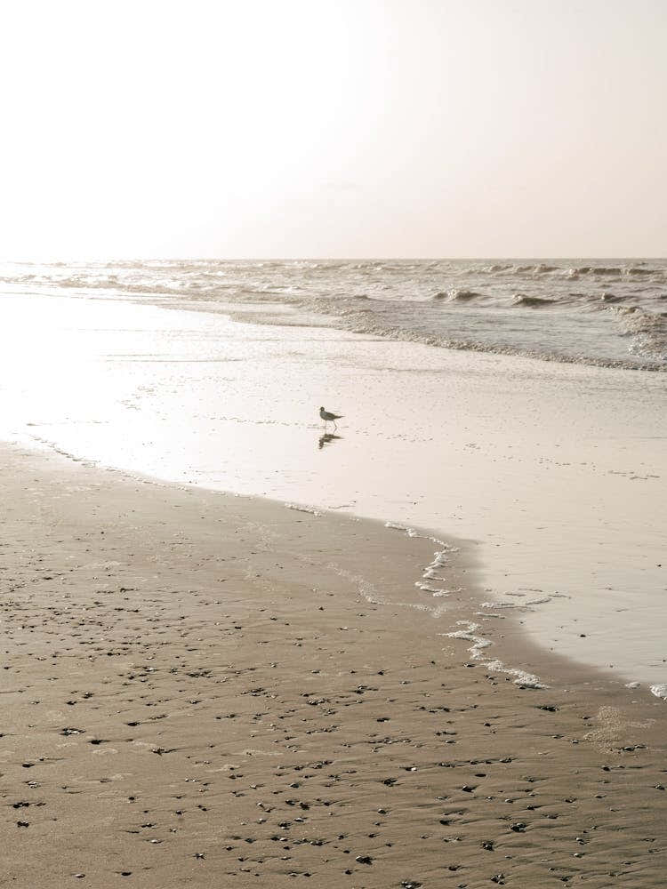Seagull by the Shore