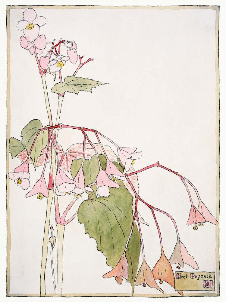 Beef Begonia (1915), Hannah Borger Overbeck