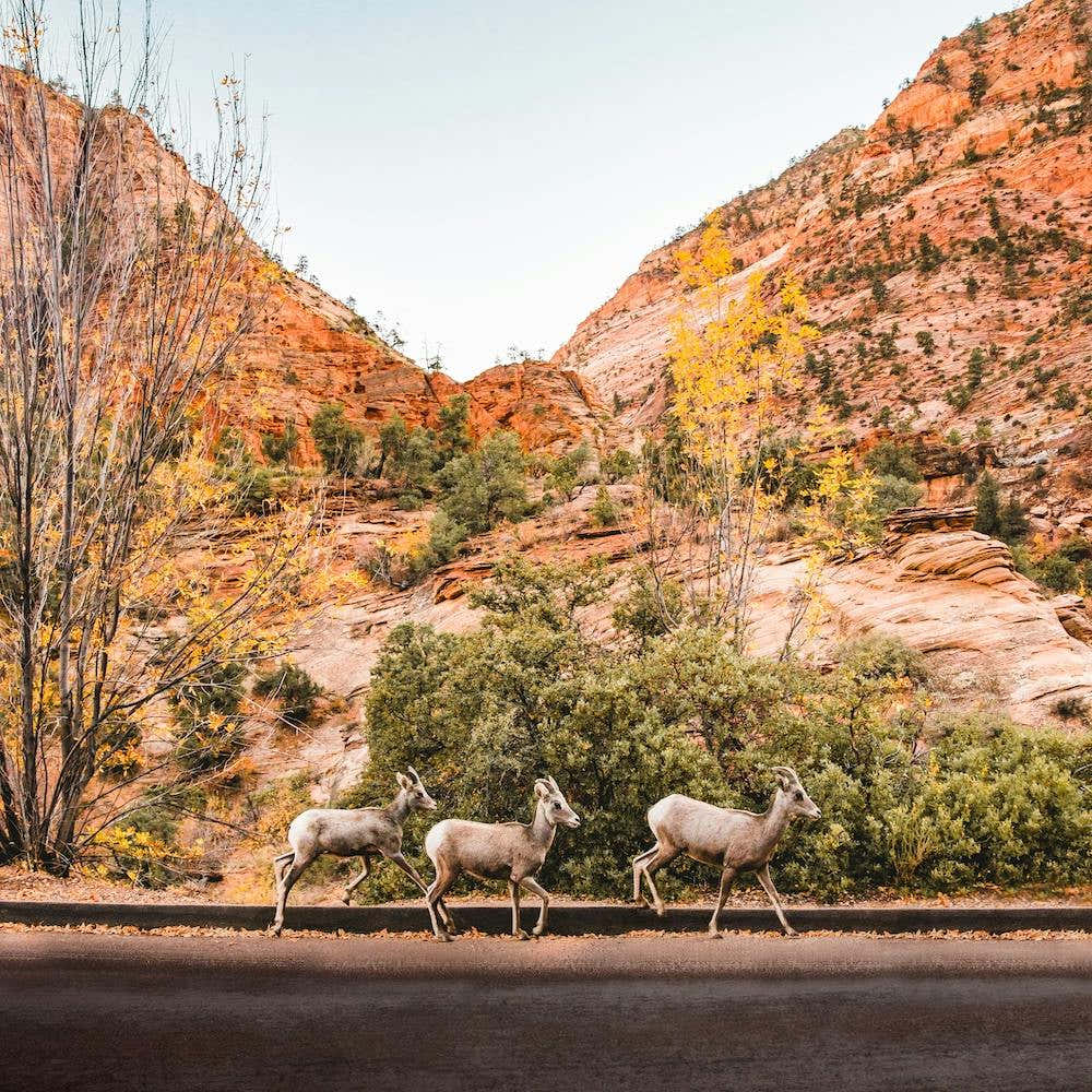 Zion National Park Sheep Square