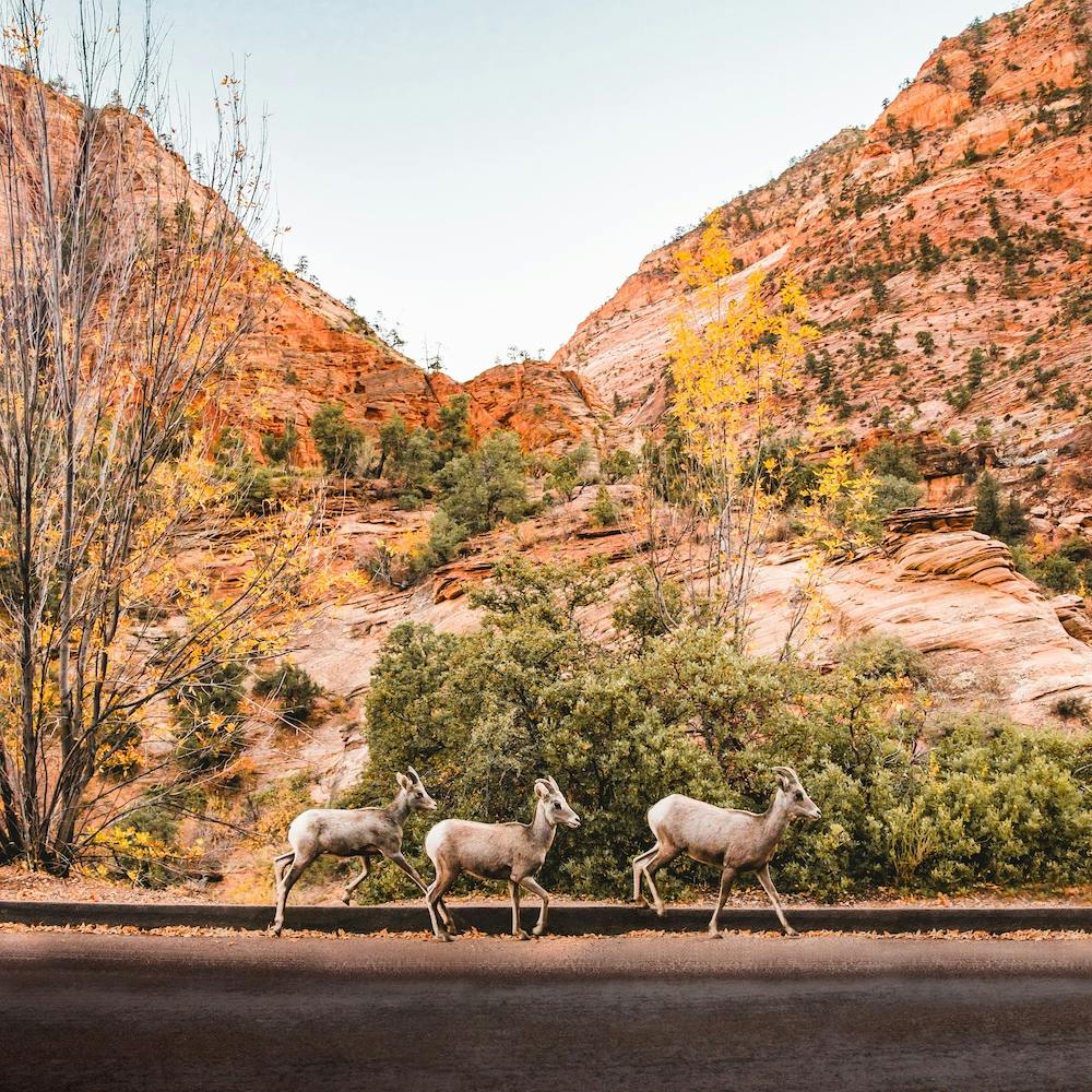 Zion National Park Sheep Square