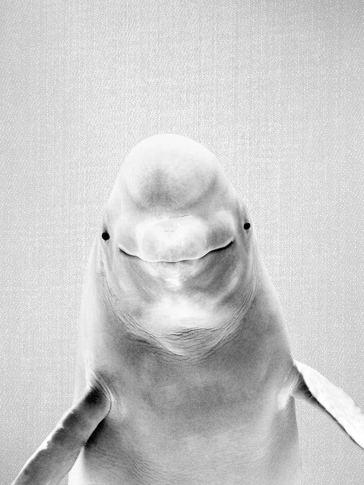 Beluga Whale - Black & White