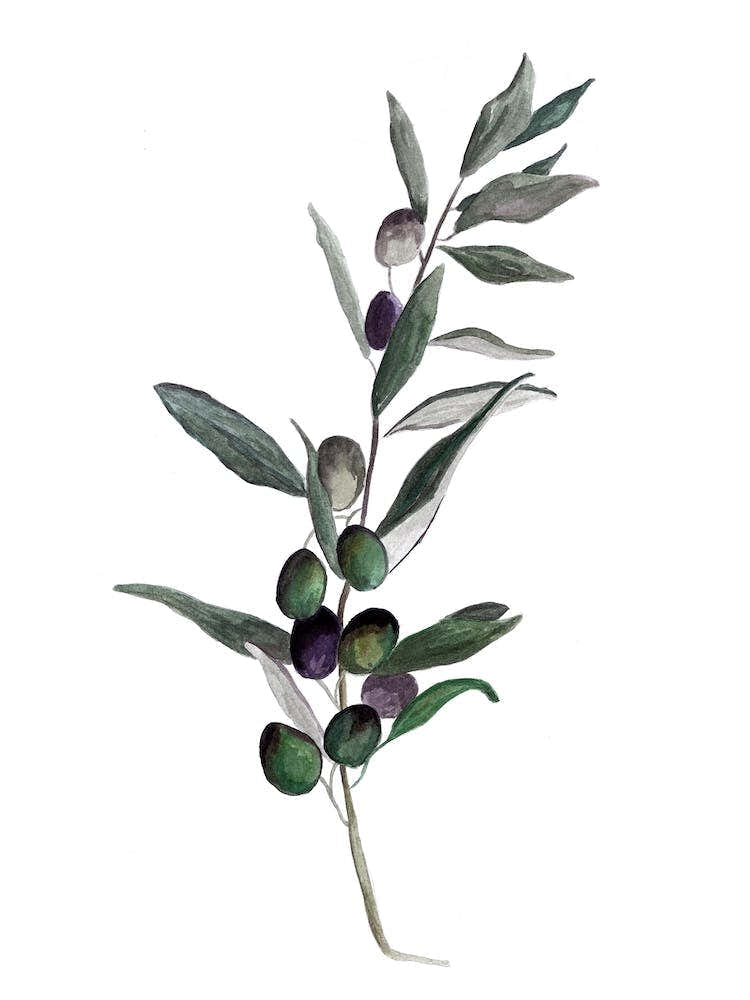 Botanical Illustration   Olea Europaea