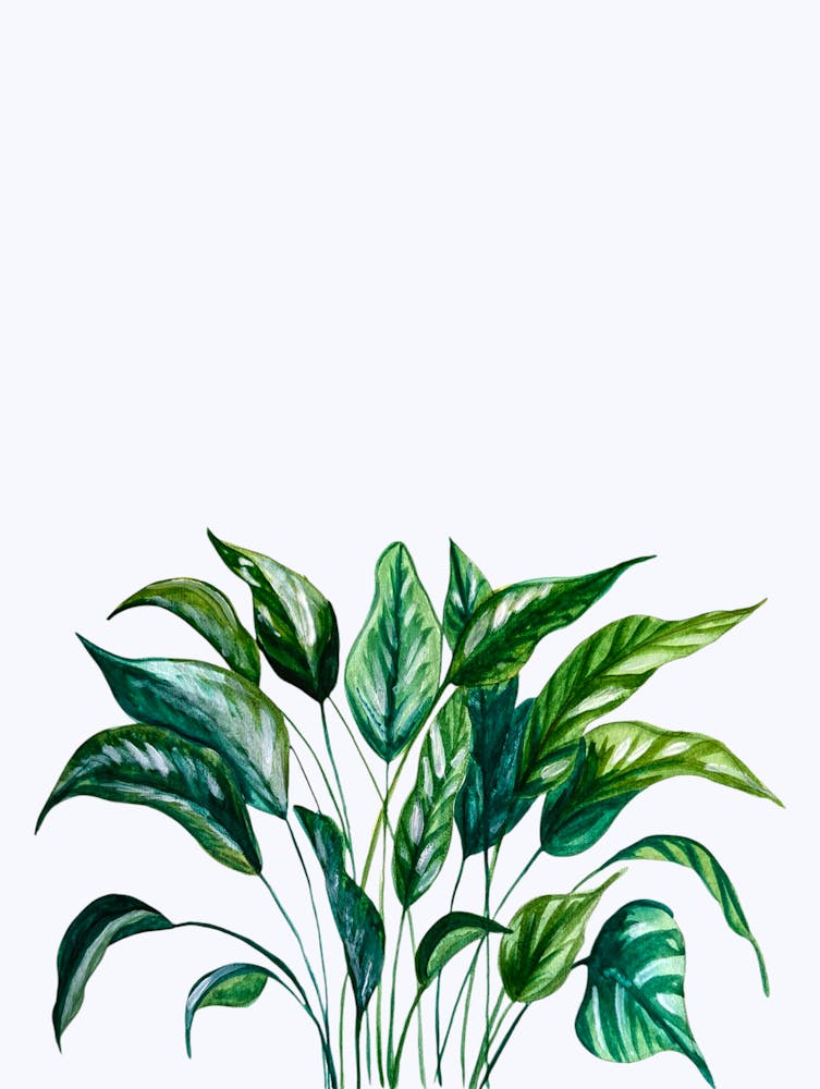 Houseplant Botanical Watercolour Illustration Green