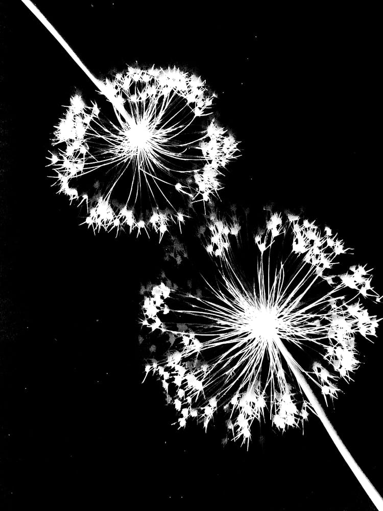 Black white alliums