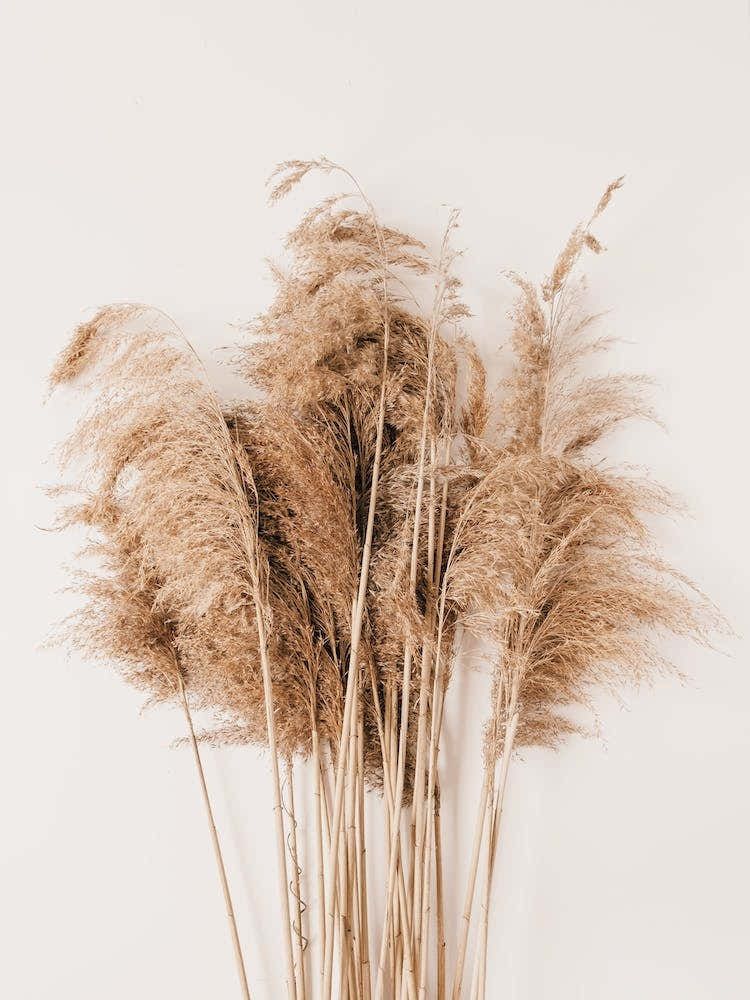 Neutral Pampas Grass