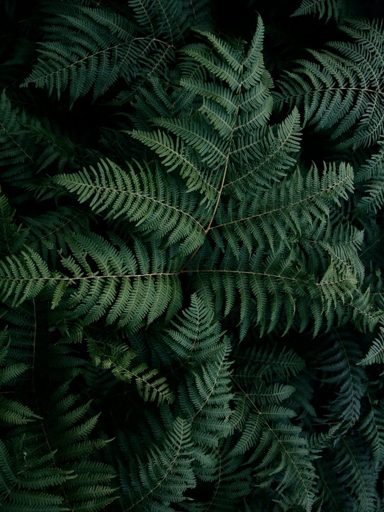 Lush Forest Greens