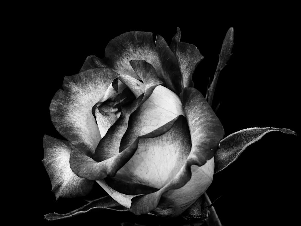 Black And White Rose 2