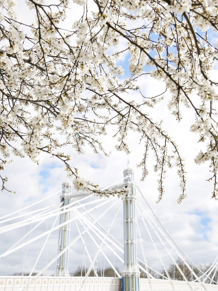 Albert Bridge Blossom