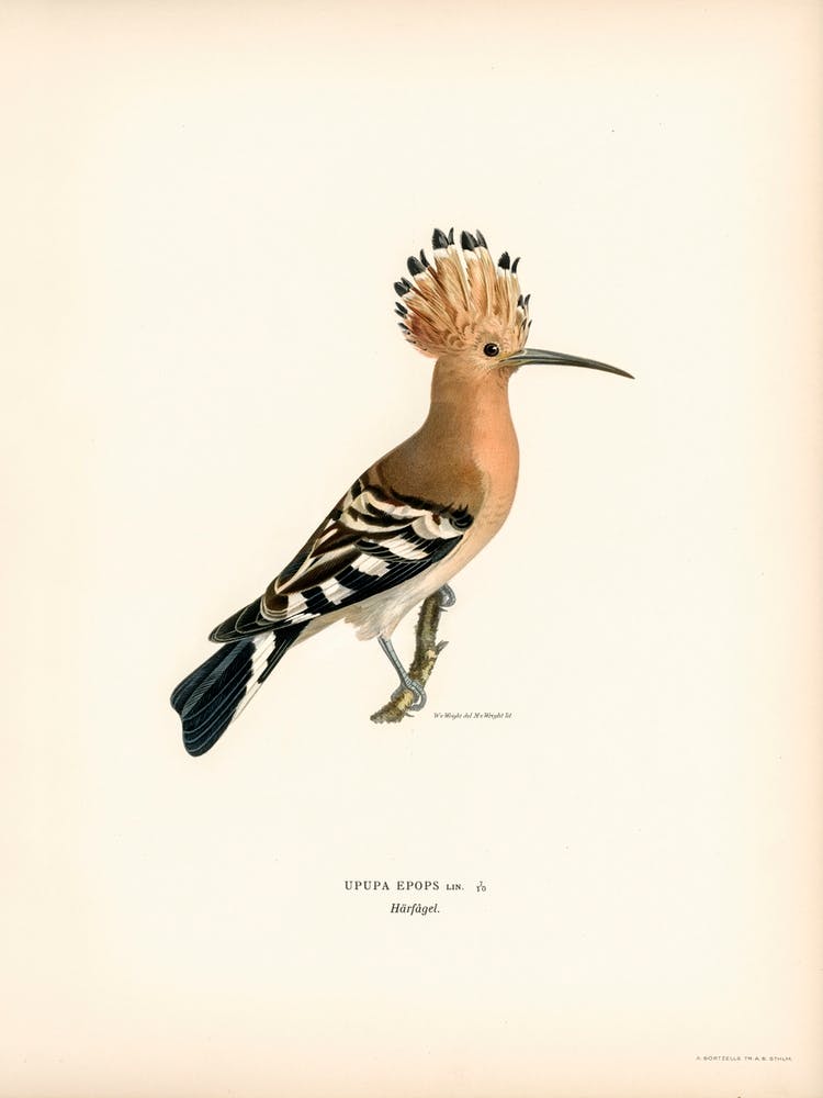 Upupa Epops, The Von Wright Brothers