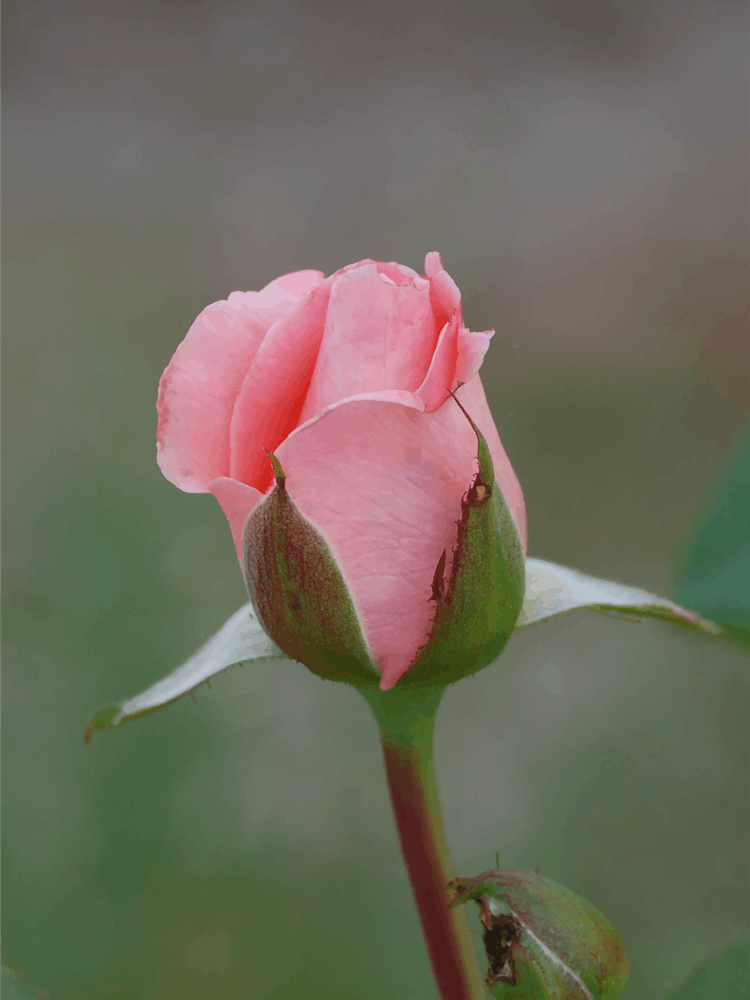 Pink Rose Bud