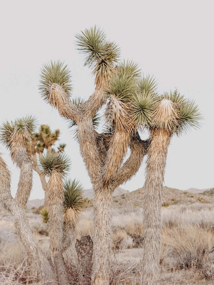 Joshua Tree Scenery