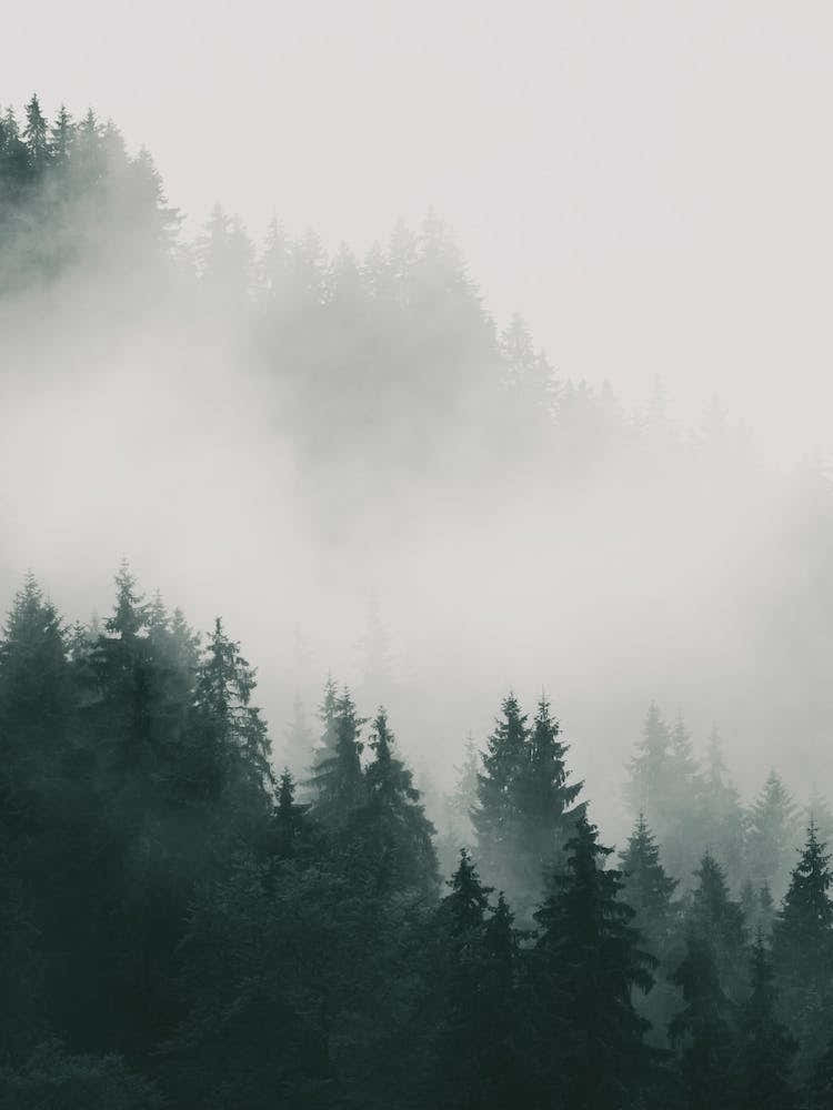Foggy Forest Trees