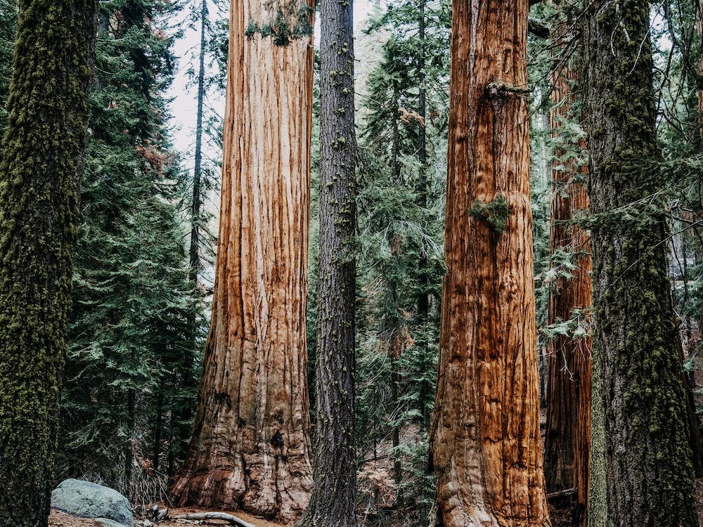 Redwood Tree Forest