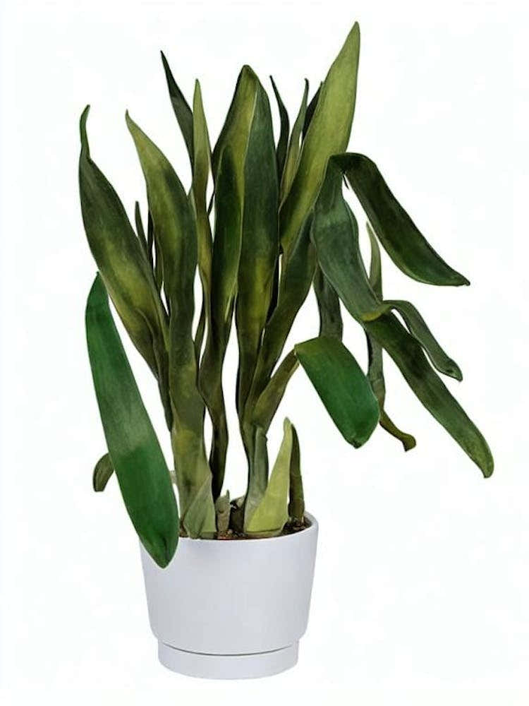 Cylindrical Snake Plant (Sansevieria Cylindrica) Watercolor
