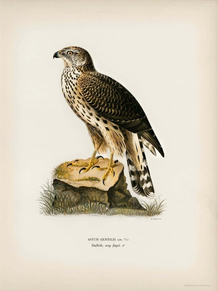 Goshawk (Accipiter Gentilis), The Von Wright Brothers