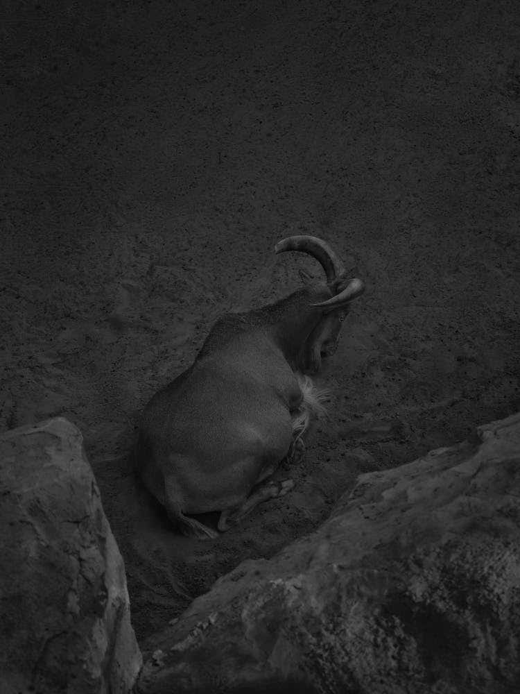 Pregnant Mountain Goat. Black and white