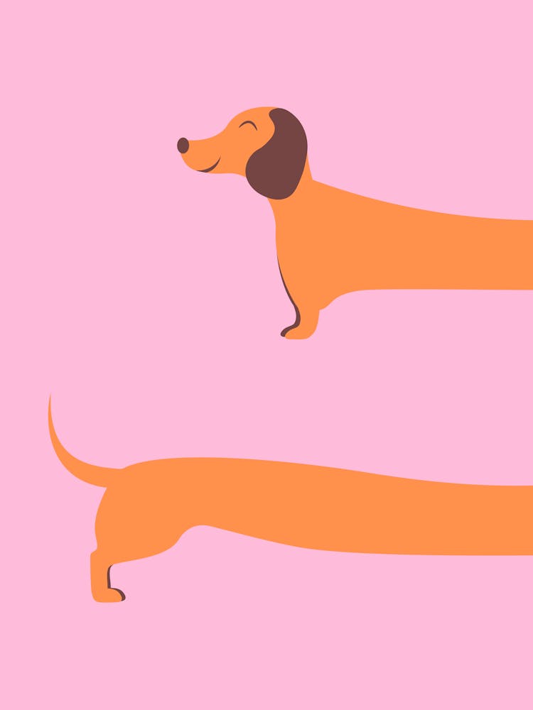Wiener Dog Funny Dachshund Dog