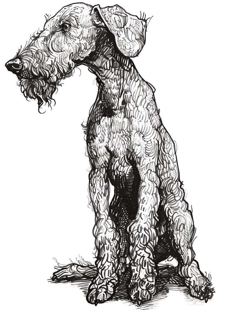 Bedlington Terrier Dog Line Sketch 1