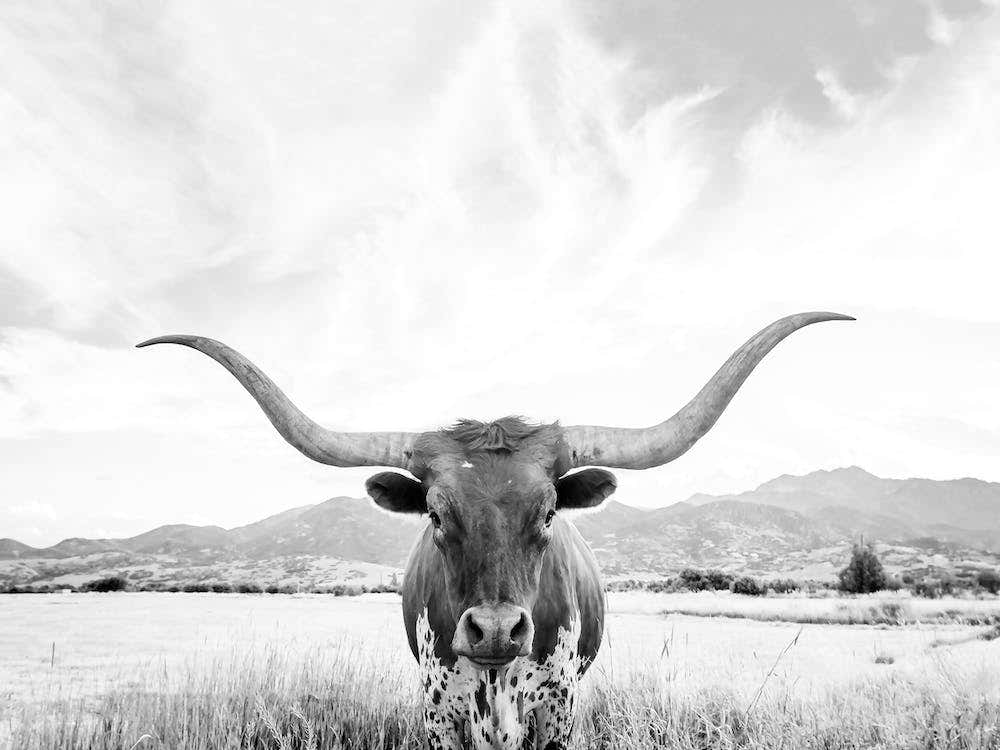 Longhorn Texas