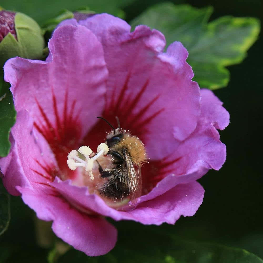 Bee Bathing In Pollen