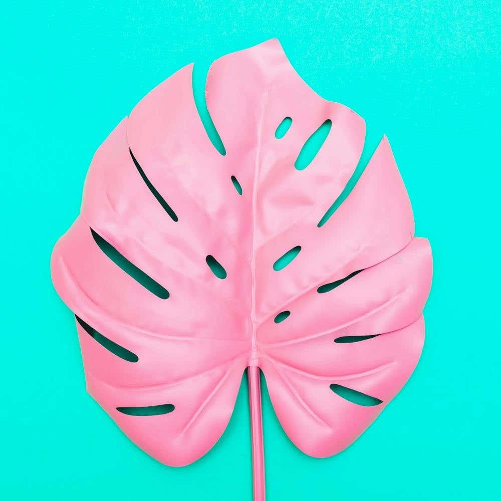 Pink Monstera Leaf On Turquoise Background