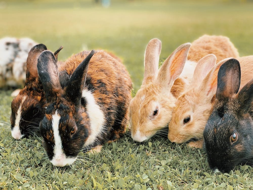 Group Of Bunny Rabbits