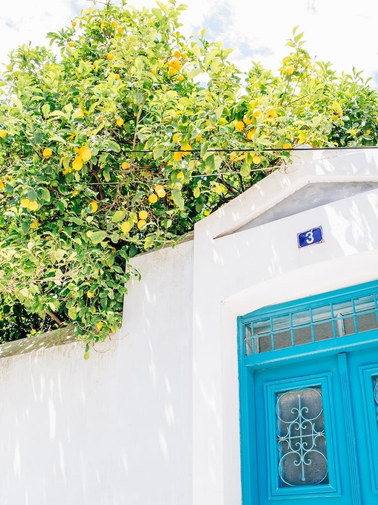 Lemon Tree In Greece