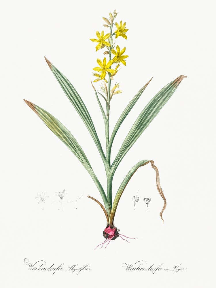 Wachendorfia Thyrsiflora Illustration From Les Liliacées (1805), Pierre Joseph Redoute