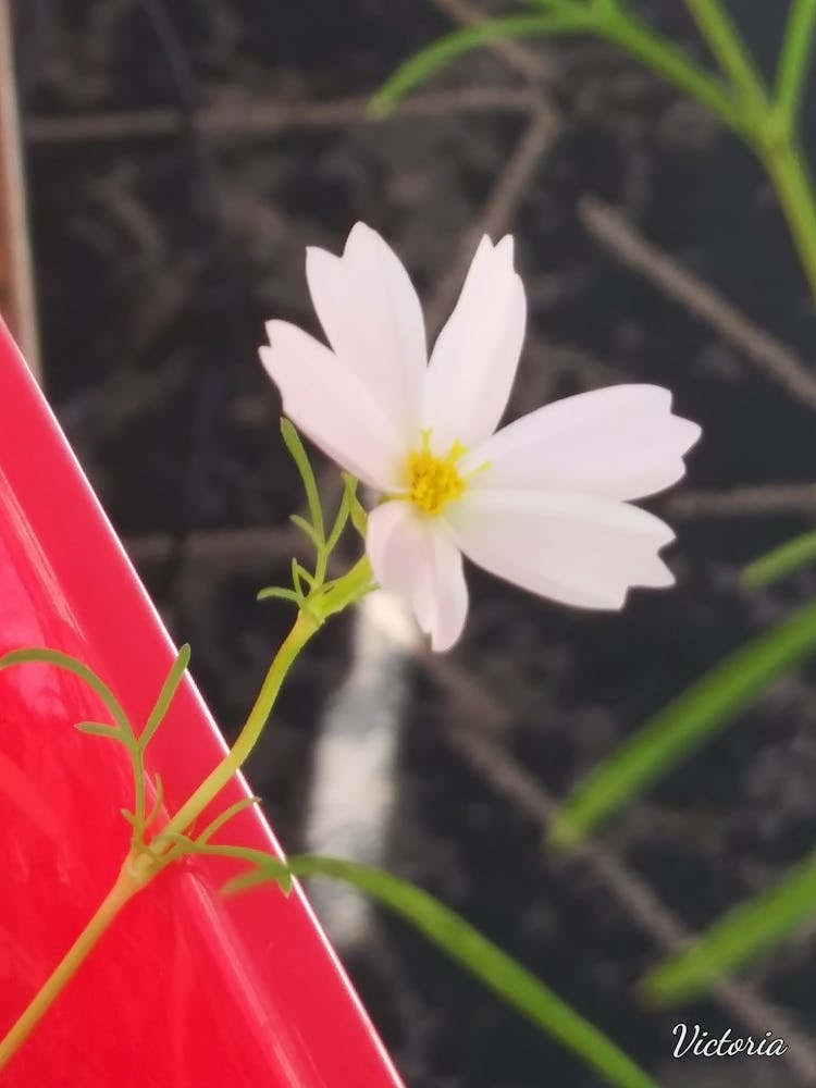 White Cosmos Flower