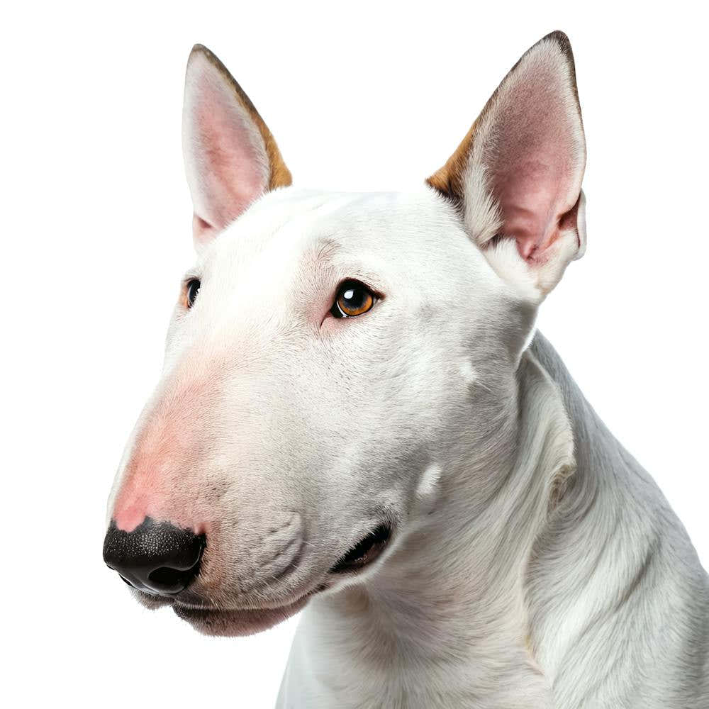 Bull Terrier Dog Portrait