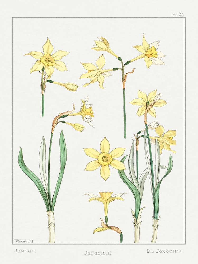 Jonquil Or Jonquil From The Plant And Its Ornamental Applications (1896), Maurice Pillard Verneuil