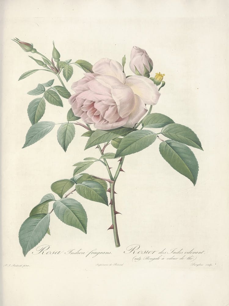 Rose Illustration, Pierre Joseph Redoute (48)