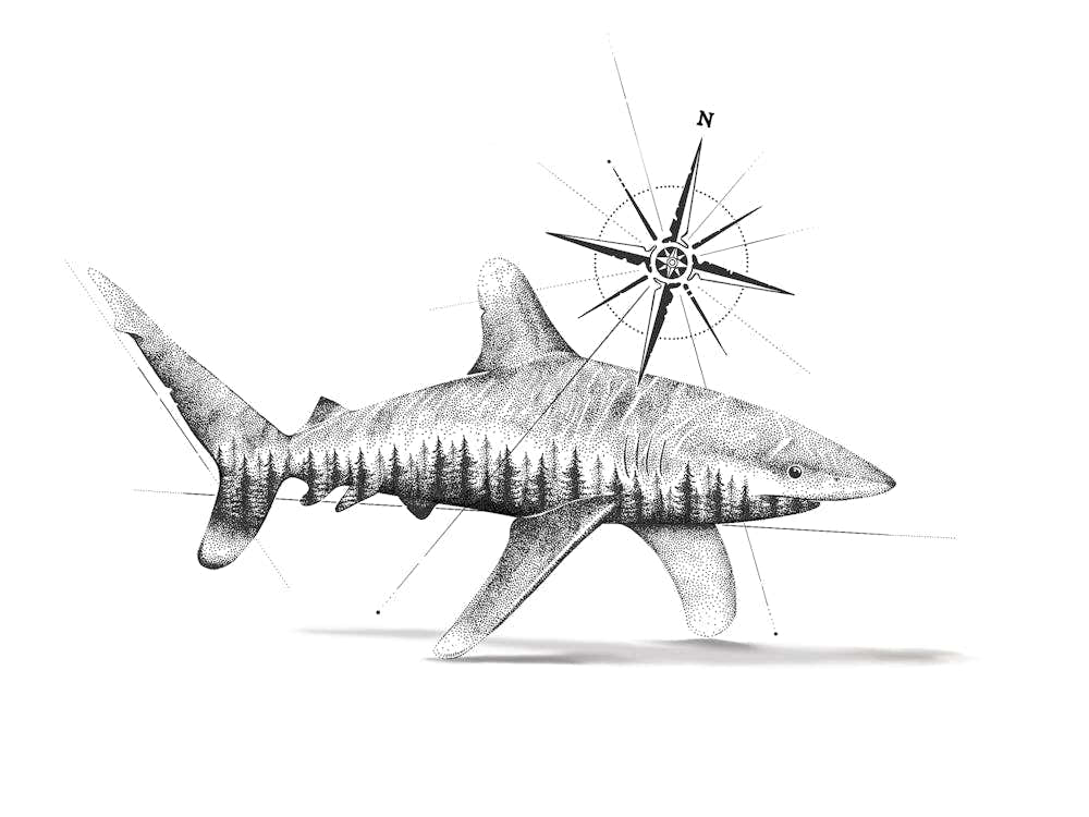 Wild Oceans - Nature Shark