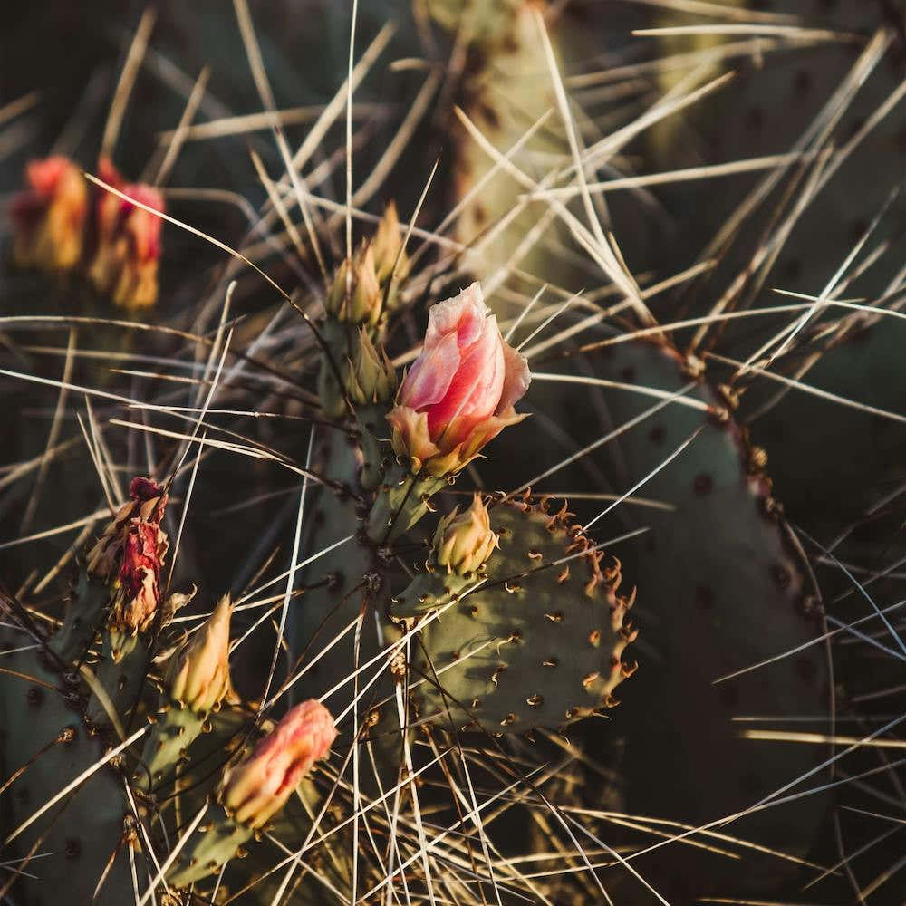 Blooming Pink Cactus Flowers Square