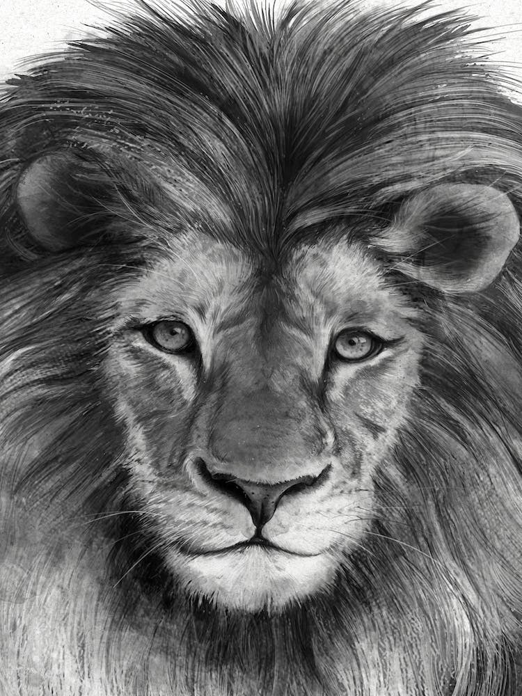 Lions