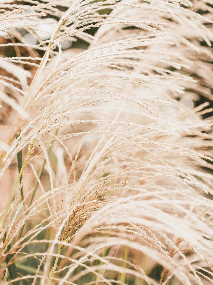 Dried Grasses