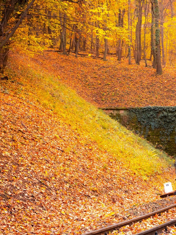 Train Tracks In Autumn